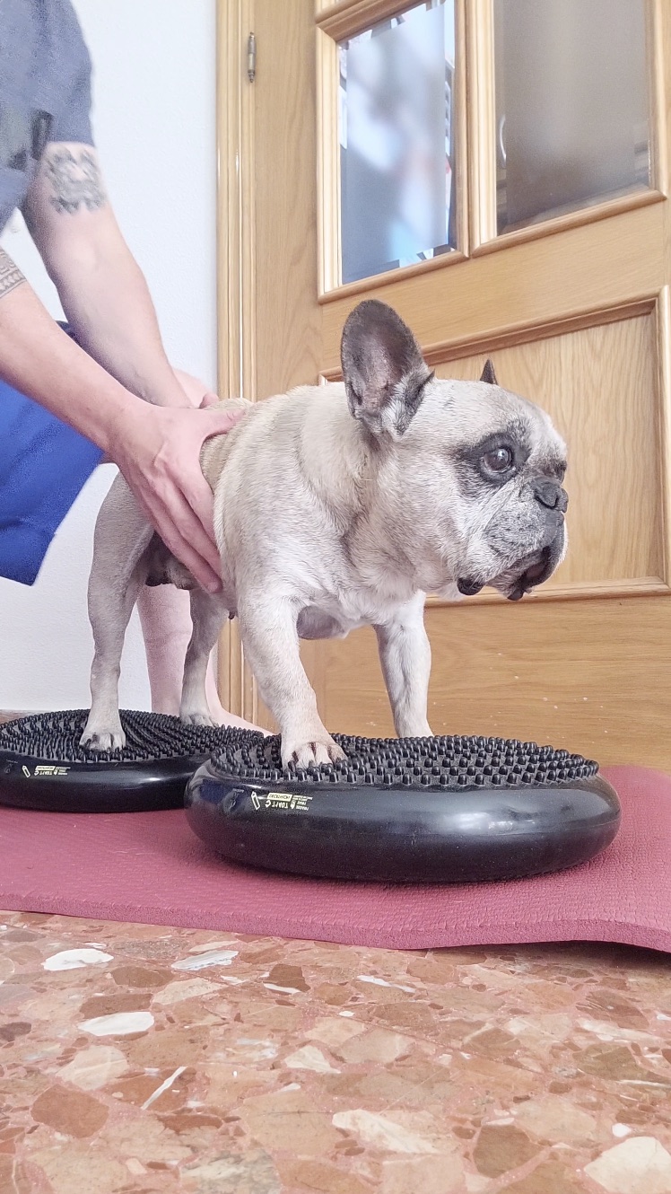 Perro realizando ejercicios de movilidad asistida en casa