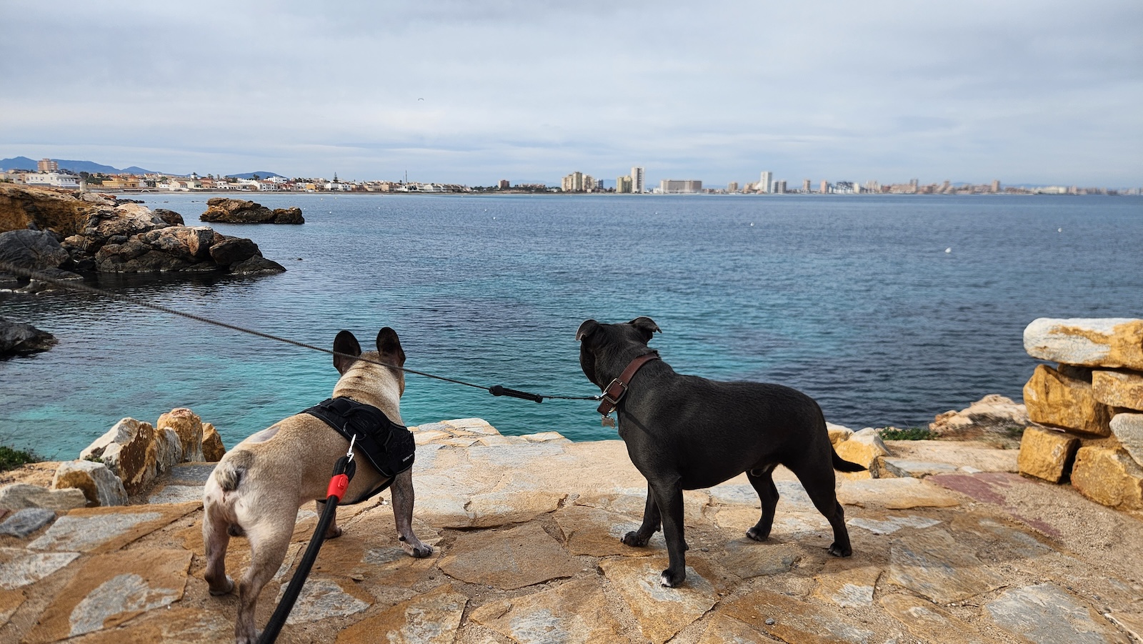 Lucas y Ramón, perros hermanos, mirando el mar